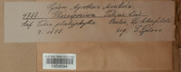 Apiognomonia errabunda image